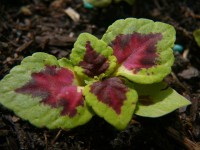 /album/plants/plant-22-jpg/